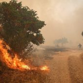Waldbrände bei Athen wüten seit vier Tagen