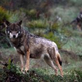 Schafsriss sorgt für Alarm: In Vandans deutet vieles auf einen Wolfsangriff hin. »A3