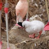 Flamingo-Glück