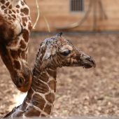 Giraffen-Nachwuchs