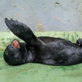 Seelöwe ­geboren