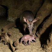 Kleiner Kobold