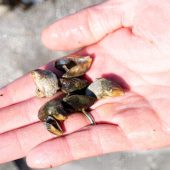 Am Rhein wird vor der Quagga-Muschel gewarnt. »A4