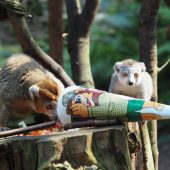 Tierische Schultüte