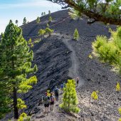 Lava und Lorbeerwald