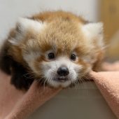 Panda-Glück