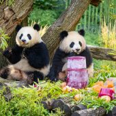 Panda-Party für zwei