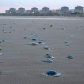 Quallenplage stoppt Atom-Reaktoren