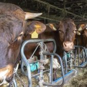 Vorwürfe gegen Vorarlberger Tierarzt