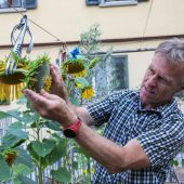 Hobbygärtner mit 125 Sonnenblumen