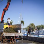 50 Tonnen Seegras entfernt