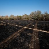 Lobau-Brand gelöscht, ­Kontrollen laufen weiter