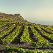Wein aus Vulkanerde
