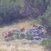 Wolfsrudel nahe Vorarlberg in Liechtenstein entdeckt