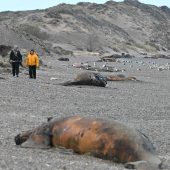 Dutzende tote Jungwale an ­Argentiniens Küste gespült