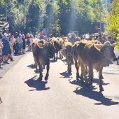 Hunderte hießen die ­Älpler willkommen