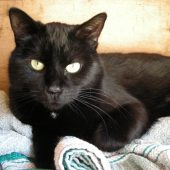 Familie findet Katze nach 28 Tagen an Raststätte wieder