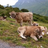Parasitenschutz für Alprinder