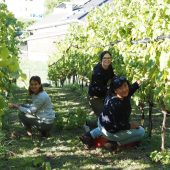 Wo Weinlese zum ­Familienfest wird