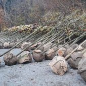 Dornbirn beschließt neue Klimastrategie