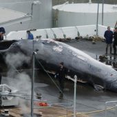 Islands Regierung will kommerziellen Walfang beenden