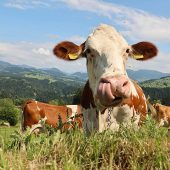 Gericht bestätigt lebenslanges Tierhalteverbot für Landwirt