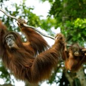 Orang-Utan Ayaan