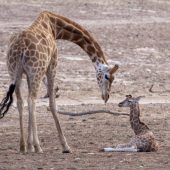 Kleine lange ­Beine