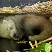 Kleiner ­Roter Panda