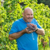 Weinlese verspricht Spitzenjahrgang