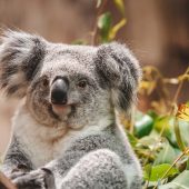 Koalas im Mittelpunkt