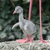 Flamingo-Nachwuchs