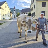 Heinz Bertsch läuft täglich mit seinen Kühen