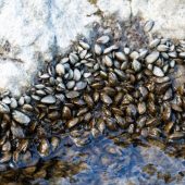 Quagga-Muschel könnte Rohstoff werden