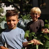 Erntezeit für das Kindi-Projekt von Witus