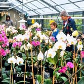 Seit vier Jahrzehnten im Orchideenfieber