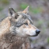 „Söckle“ starb durch einen Wolf