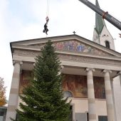 Dornbirn sucht große Christbäume