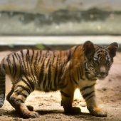 Mini-Tiger ganz groß