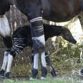 Okapi-Nachwuchs