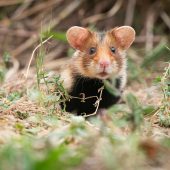 Hamster im Glück