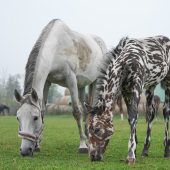 Besonderes Fohlen