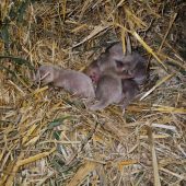 Winzige ­Otterbabys