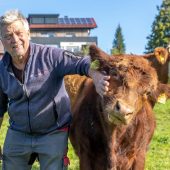 Rätselhafte Panik auf der Rinderweide