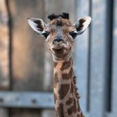 Nubische Giraffe
