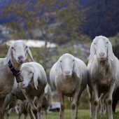 Eine Gemeinde als Weide
