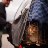 Für den Verzehr bestimmt: ­Katzendiebe in Vietnam gefasst