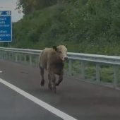 „Rinderwahnsinn“ auf der A14