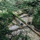 Naturnahe ­Waldentwicklung